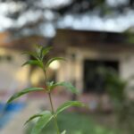 Planta en primer plano en el entorno exterior de Centro Horizonte, con ambiente natural y acogedor para atención en salud mental.