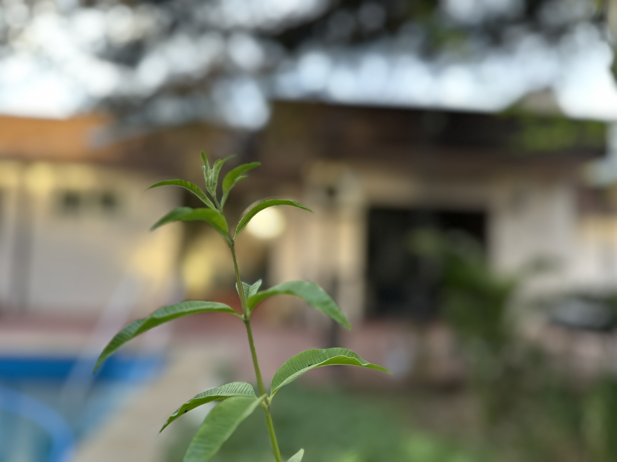 Planta en primer plano en el entorno exterior de Centro Horizonte, con ambiente natural y acogedor para atención en salud mental.