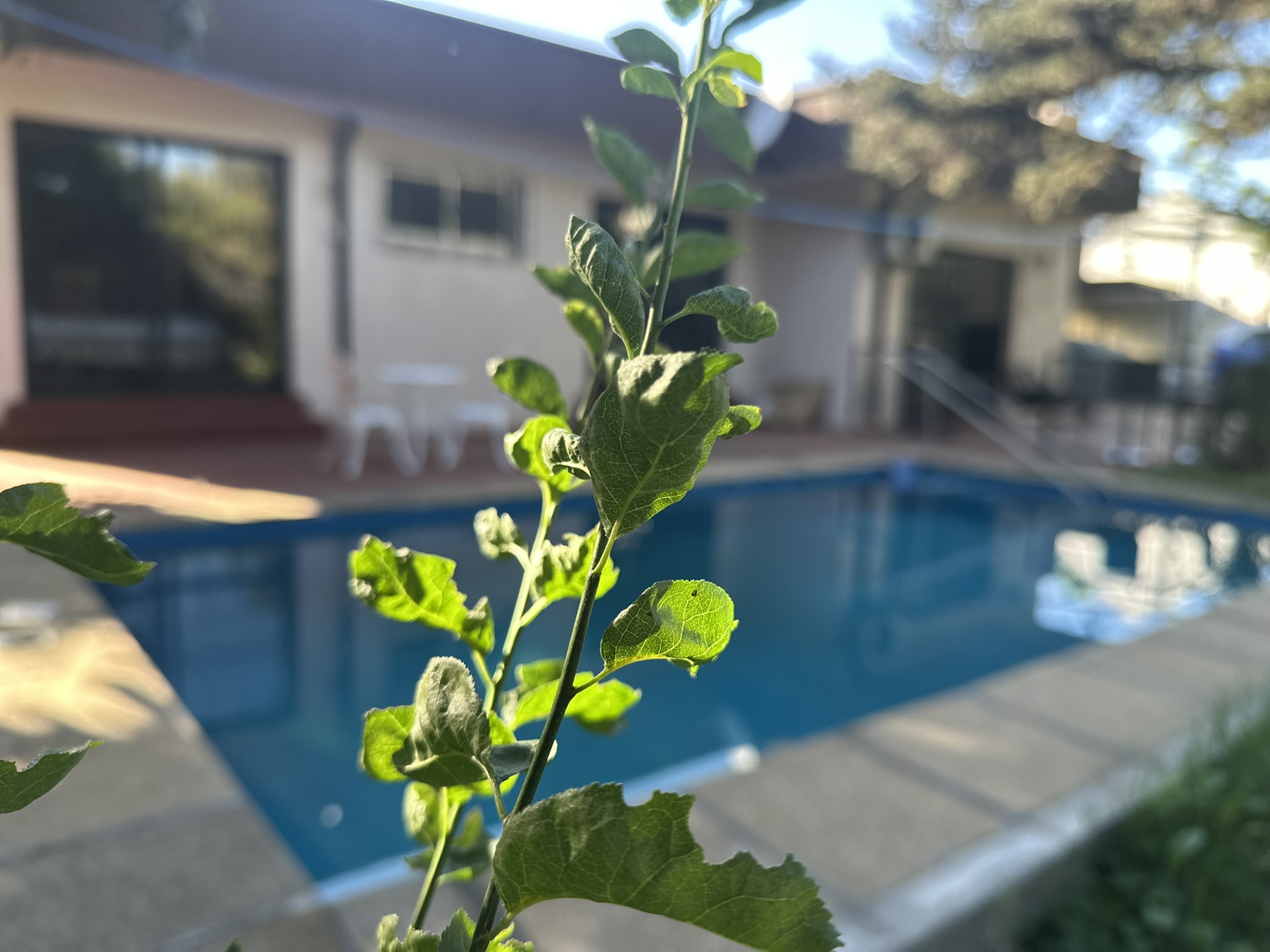 Planta en primer plano en el exterior de Centro Horizonte, con piscina y entorno tranquilo para atención en salud mental y rehabilitación en Rancagua.